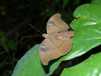 Red-spot Duke - ssp compta - male  - Phuket