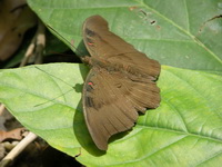 Red-spot Duke - ssp compta - male  - Phuket