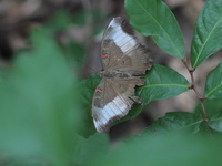 Red-spot Duke - ssp vallona - female  - Ta Phraya NP