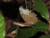 Red-spot Duke - ssp vallona - female  - Ta Phraya NP