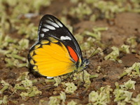Red-spot Jezebel - ssp descombesi  - Kaeng Krachan NP