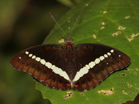Red-spot Marquis - ssp monilis - male  - Kaeng Krachan NP