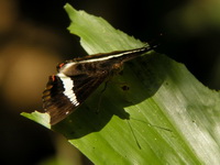 Red-spot Marquis - ssp monilis - male  - Khao Pu Khao Ya NP