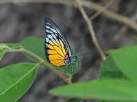Red-spot Sawtooth - ssp themana - male  - Phang Nga