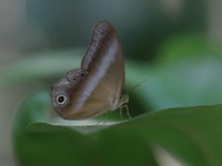 Restricted Catseye - ssp humilis  - Khao Banthad WS