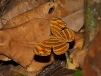 Rounded Maplet - ssp peraka  - Pa Phru Sirindhorn