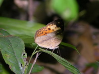 Rustic - ssp erymanthis  - Phuket