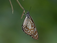 Scarce Blue Tiger - ssp gautama - male  - Phuket