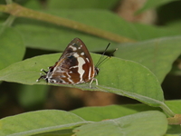 Scarce Silverstreak - ssp pandara - male  - Doi Tung
