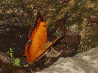 Scarce Tawny Rajah - ssp aristogiton - male  - Doi Inthanon NP