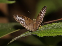 Short-banded Viscount - ssp aruna - male  - Khao Nam Khang NP