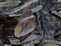Siam Jungleking - ssp siamensis - male  - Khao Soi Dao WS