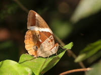 Siam Jungleking - ssp siamensis - male  - Bo Kluea