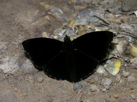 Siamese Black Prince - ssp pseudosiamensis - male  - Kaeng Krachan NP