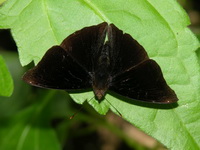 Siamese Black Prince - ssp pseudosiamensis - male  - Kaeng Krachan NP
