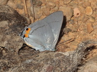 Silver Royal - ssp minturna  - Kaeng Krachan NP