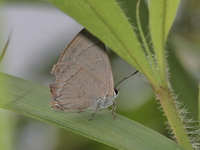 Silver Royal - ssp minturna  - Doi Chang