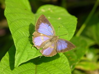 Silver-streak Acacia Blue - ssp karennia - female  - Phuket