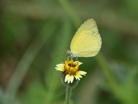 Small Grass Yellow - ssp hainana  - Baan Maka