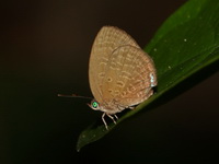 Small Tailless Oakblue - ssp antimuti  - Lam Nam Kraburi NP