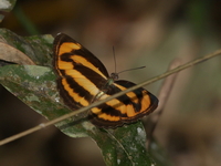 Small Yellow Sailor - ssp nolana  - Umphang WS