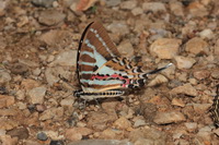 Spot Swordtail - ssp swinhoei - male  - Doi Chiang Dao WS