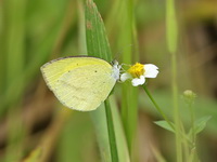 Spotless Grass Yellow  - Doi Chang
