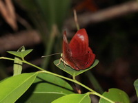 Spotted Judy - ssp latifercia female  - Khao Banthad WS