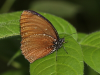 Spotted Palmfly - ssp ivena  - Umphang WS