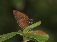 Spotted Palmfly - ssp ivena  - Baan Maka