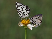 Spotted Pierrot - female  - Chiang Mai