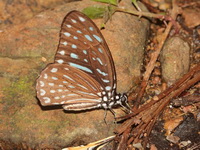 Spotted Zebra - ssp megapenthes - male  - Kaeng Krachan NP