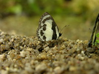 Straight Pierrot - ssp pothus  - Phuket
