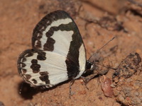 Straight Pierrot - ssp roxana  - Ta Phraya NP