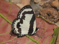 Straight Pierrot - ssp roxana  - Kaeng Krachan NP