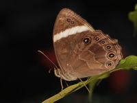 Straight Treebrown - ssp stenopa - male  -  Khao Luang NP