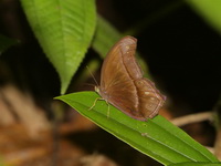 Straight-banded Catseye - ssp epiminthia  - Bang Lang NP