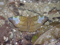 Streaked Baron - ssp yamuna - female  - Phuket