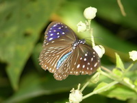 Striped Blue Crow - ssp mulciber - female  - Phuket