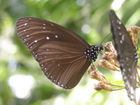 Striped Blue Crow - ssp mulciber - male  - Phuket