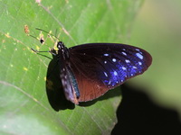 Striped Blue Crow - ssp mulciber - male  - Kaeng Krachan NP