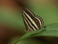 Striped Ringlet - ssp crisilda  - Thaleban NP