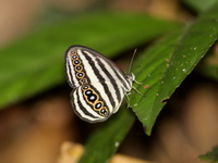 Striped Ringlet - ssp crisilda  - Khao Luang Krung Ching NP