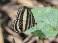 Striped Ringlet - ssp critolaus  - Thong Pha Phum NP