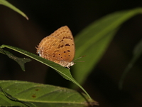 Sylhet Oakblue - ssp adorea  - Kaeng Krachan NP