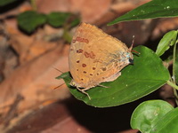 Sylhet Oakblue - ssp silhetensis  - Ta Phraya NP