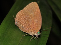 Tailed Disc Oakblue - ssp malayana  - Khao Banthad WS