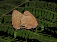 Tailed Disc Oakblue - ssp malayana  - Khao Luang Krung Ching NP