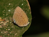 Tailed Disc Oakblue - ssp malayana  - Pa Phru Sirindhorn
