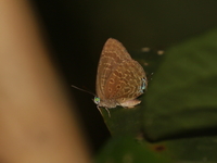 Tailed Disc Oakblue - ssp malayana  - Bang Lang NP